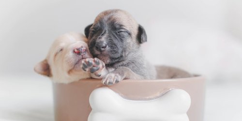 Puppy & Kitten Vet in Cedar Park, TX